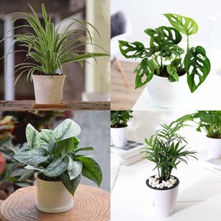 (Category: ) located in . Submitted by sgflorist (Listing ID 1000442542, Image 1). Description: .