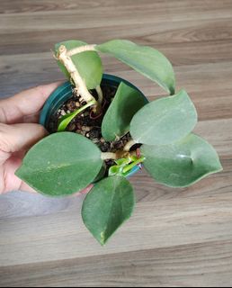 (Category: ) located in . Submitted by sun_and_plants (Listing ID 1178957259, Image 1). Description: .
