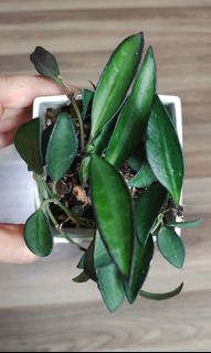 (Category: ) located in . Submitted by sun_and_plants (Listing ID 1178958321, Image 1). Description: .