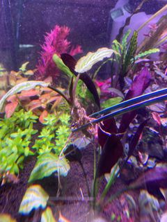 (Category: ) located in . Submitted by jared_c (Listing ID 1178975004, Image 1). Description: .