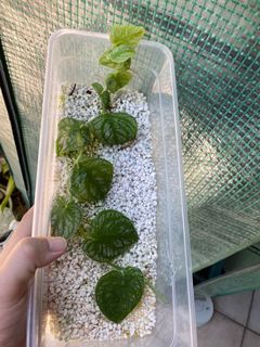 （分類：）位於 。 由 sweet_flora 提交（商品編號 1178989057，圖片 1）。簡介： 。