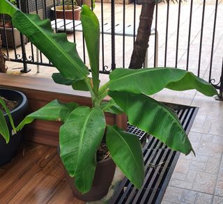 (Category: ) located in . Submitted by natures_fan (Listing ID 1178874530, Image 1). Description: .