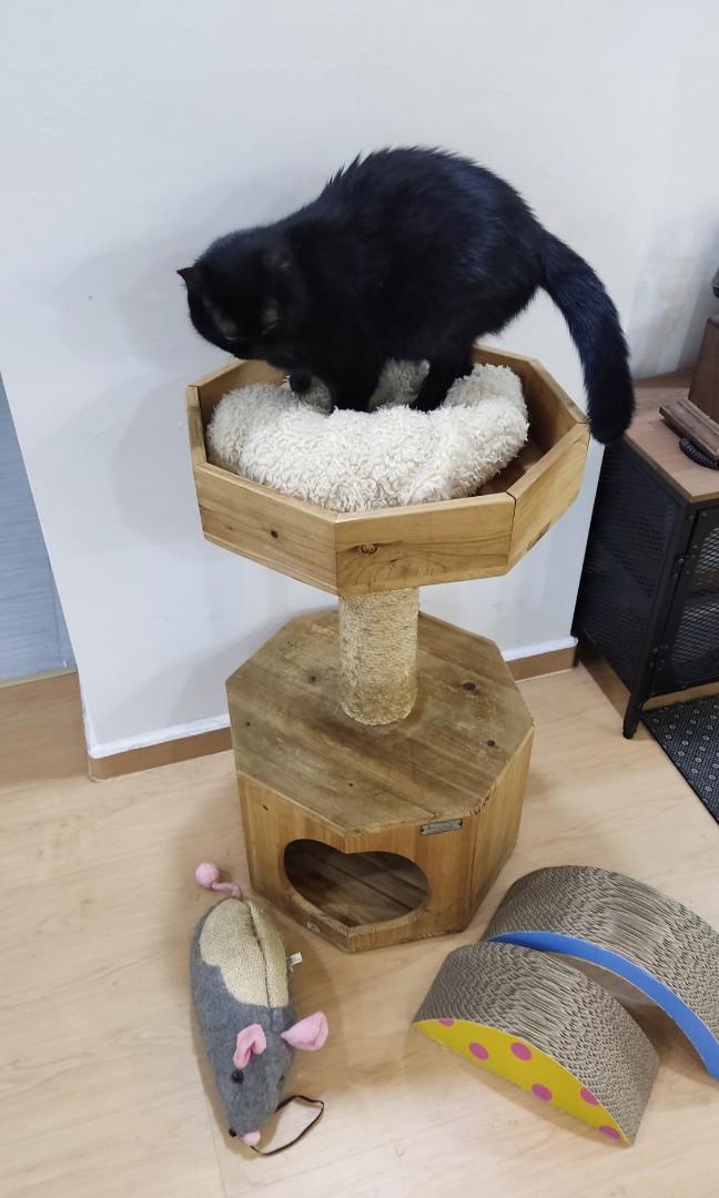 Armarkat solid clearance wood cat tree