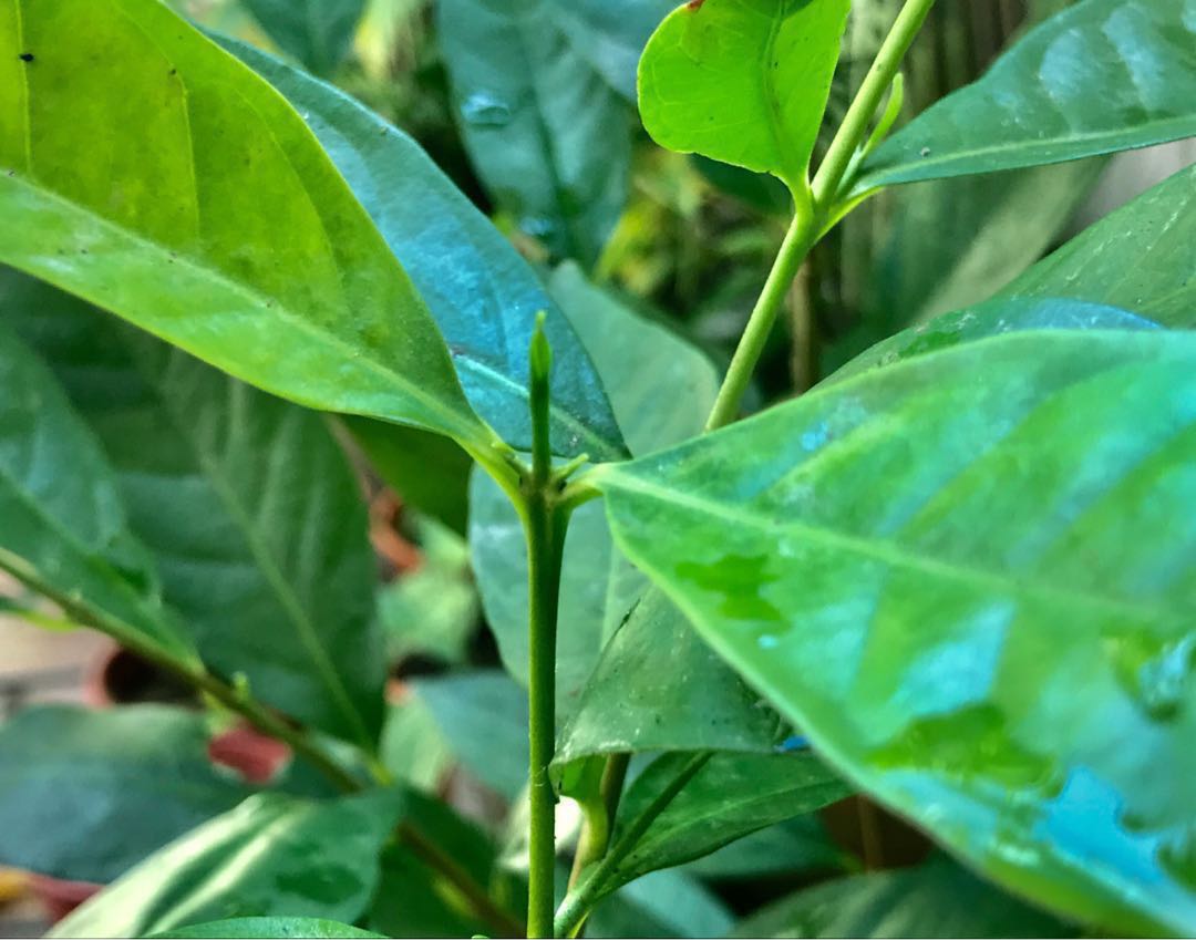 70cm+ Indonesian Bay Leaf (Rare Hard to Find) Daun Salam Salam Plant