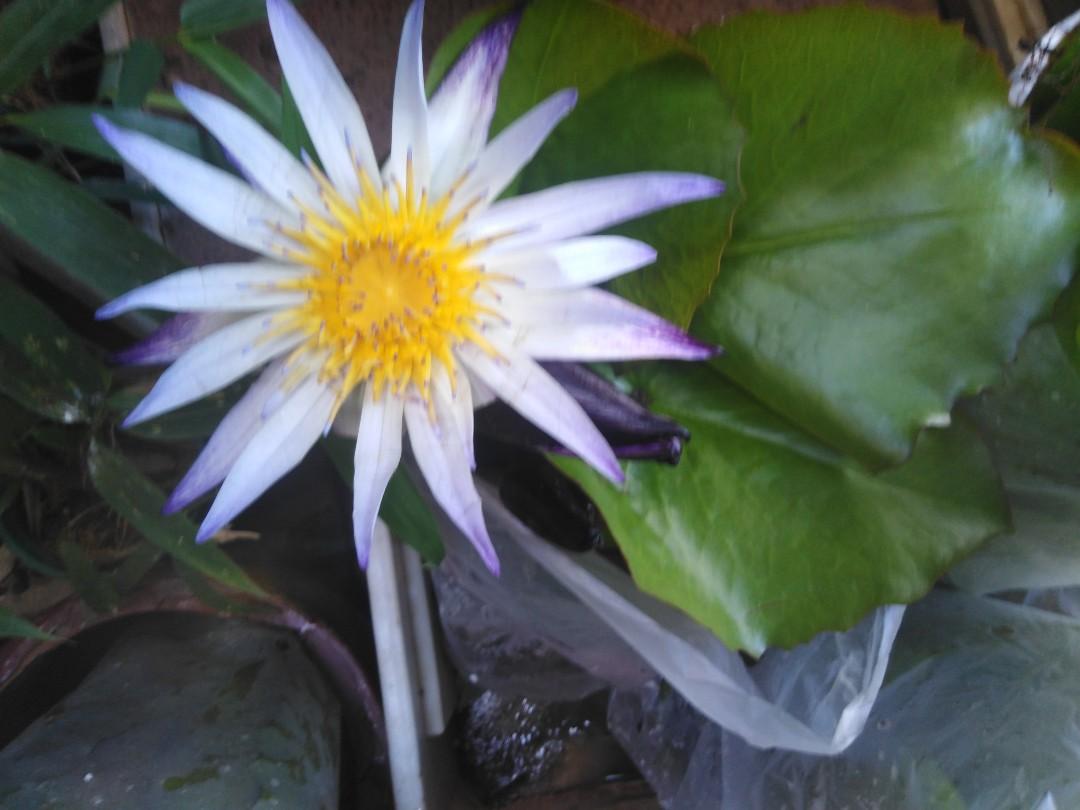 Water Lily 睡蓮 傢俬 家居 園藝 植物及種子 Carousell