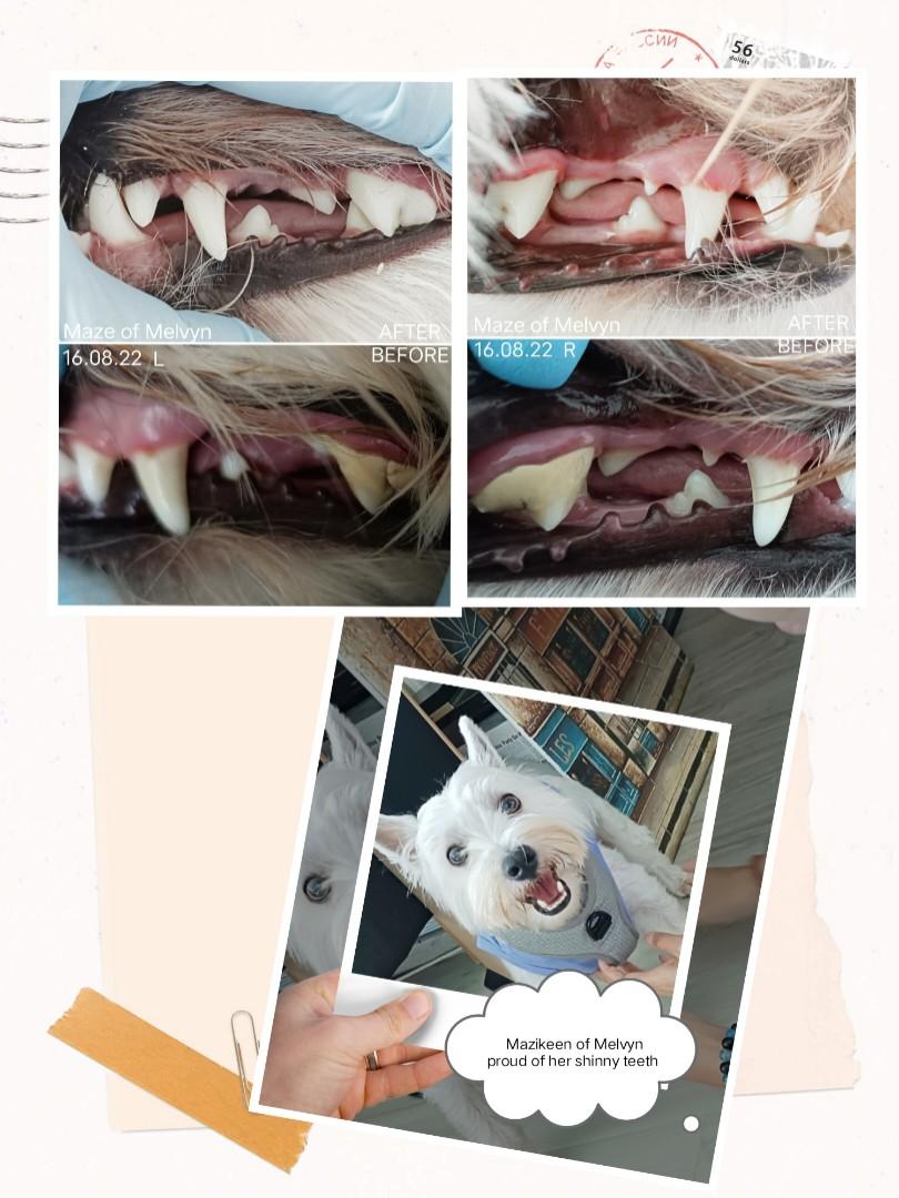 Natural Dog teeth cleaning removal of tartar & smell, Pet Supplies