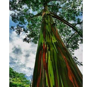 Bagras Rainbow Eucalyptus tree/ Eucalyptus deglupta