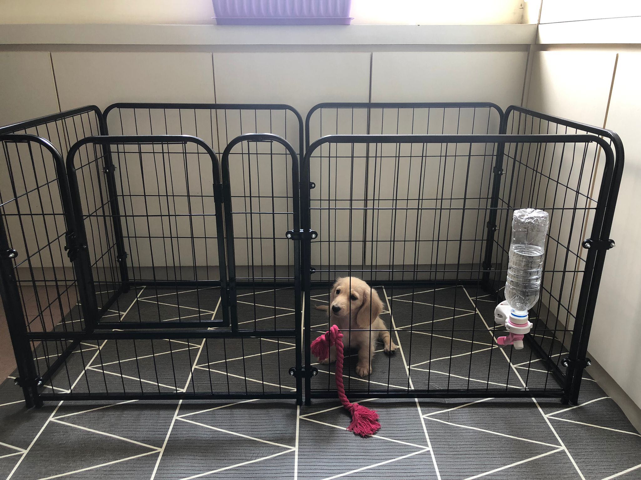 adult dog cage