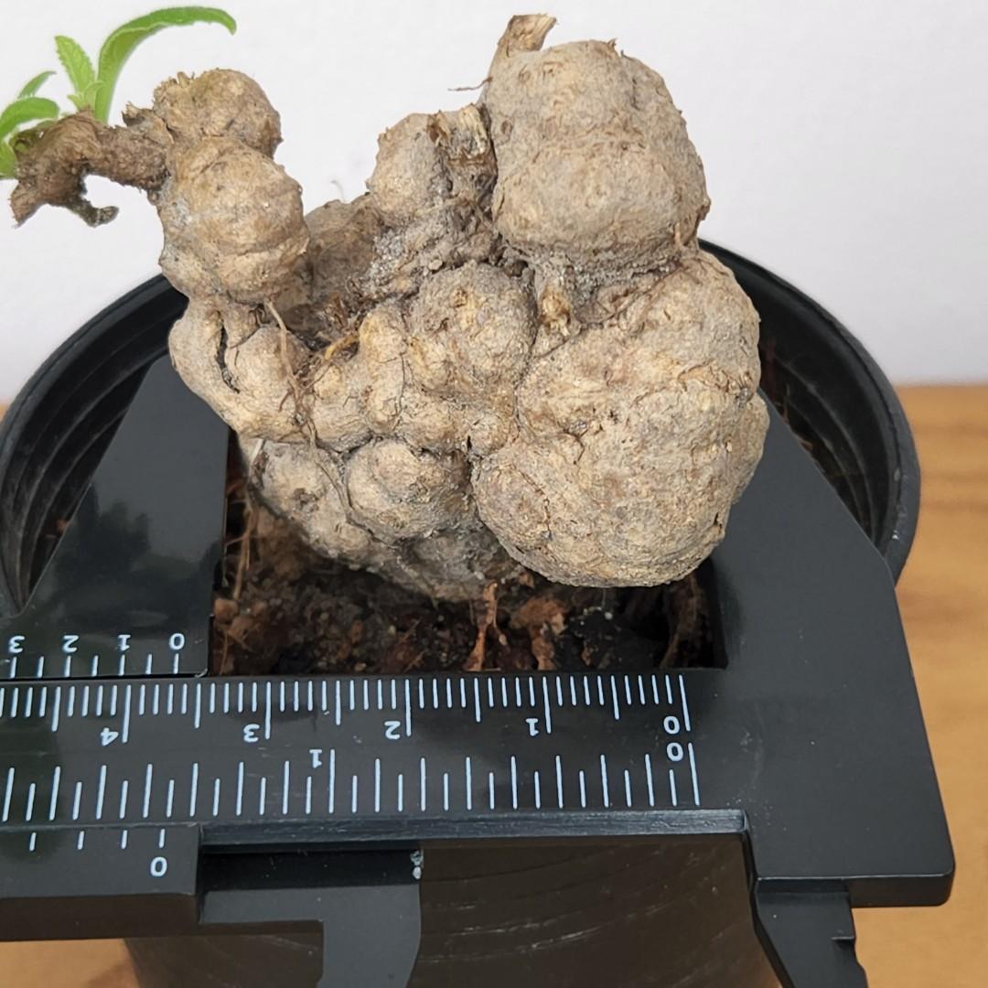 Smilax glabra (exotic caudex plant), Furniture & Home Living, Gardening ...