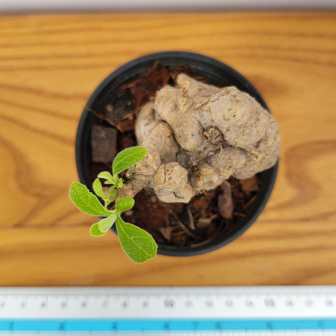 Smilax glabra (exotic caudex plant), Furniture & Home Living, Gardening ...