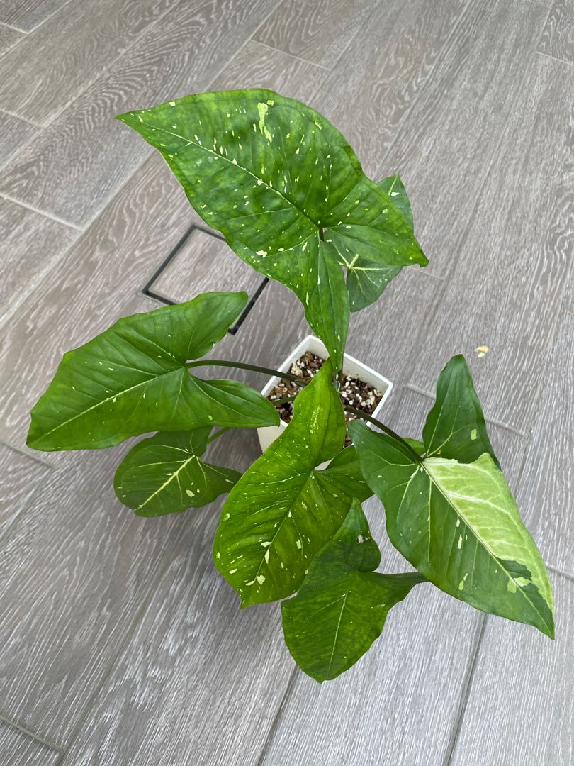 Syngonium Panda, Furniture & Home Living, Gardening, Plants & Seeds on ...