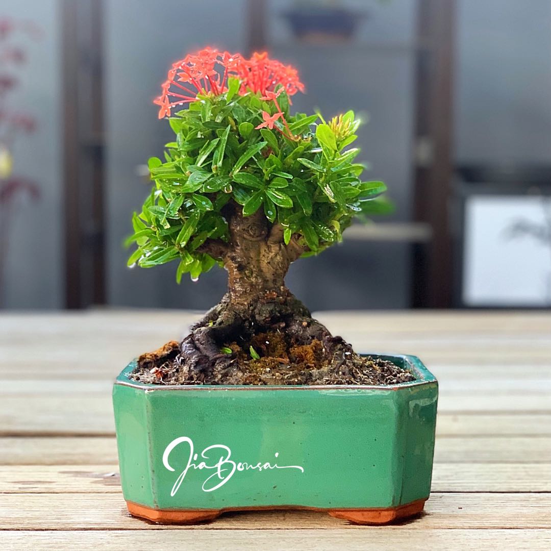 20cm Flowering Ixora Bonsai, Furniture & Home Living, Gardening, Plants