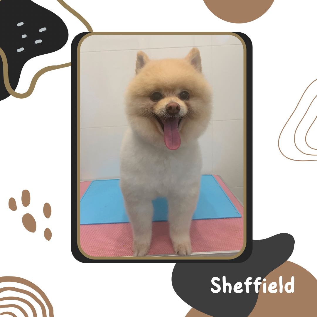 Home Based Dog Grooming Queenstown, Pet Supplies, Health & Grooming