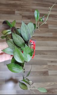 (Category: ) located in . Submitted by sun_and_plants (Listing ID 1179314078, Image 1). Description: .