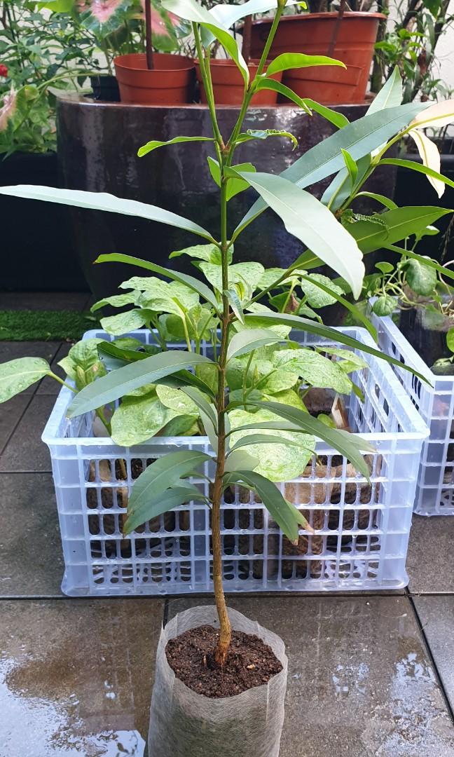 Jambu Plant, Furniture & Home Living, Gardening, Plants & Seeds on ...