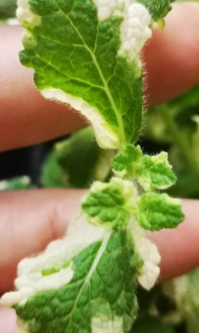 Pineapple mint plant, Furniture & Home Living, Gardening, Plants