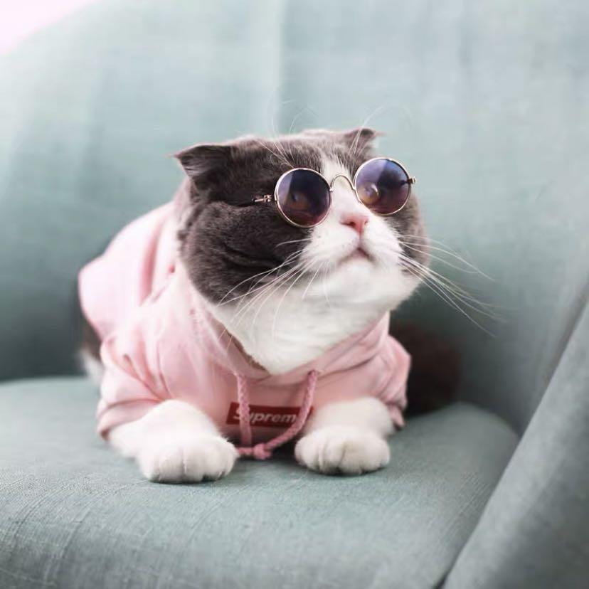 Cat supreme clearance hoodie