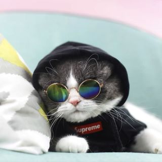 Cat supreme hoodie hotsell