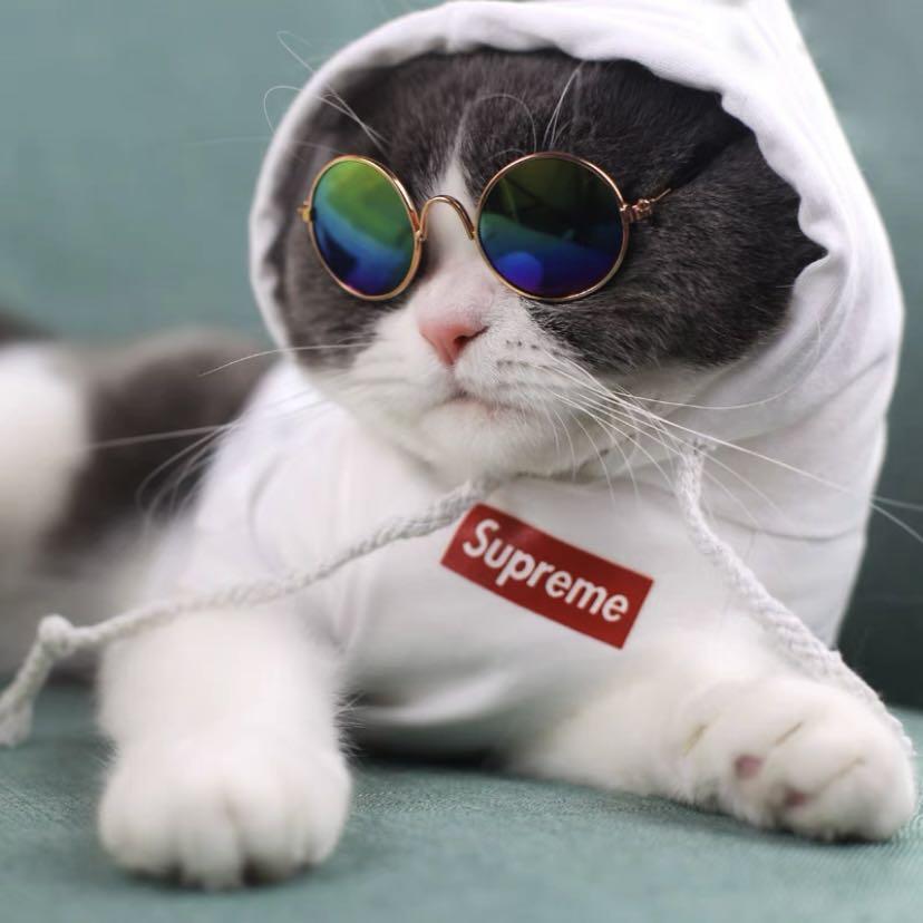 Supreme hoodie cat on sale
