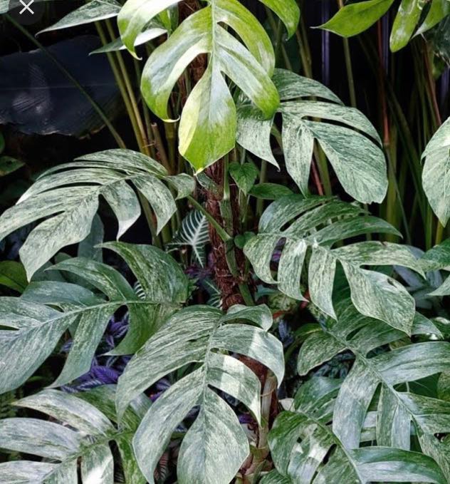 Epipremnum pinnatum mint variegated