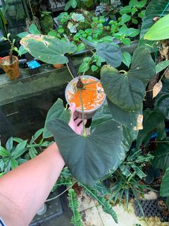 (Category: ) located in . Submitted by shiggai (Listing ID 1179498711, Image 1). Description: .