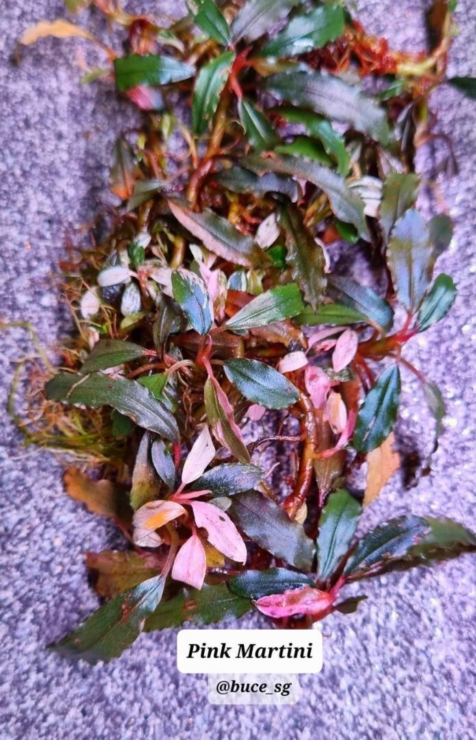 SALE／104%OFF】 Bucephalandra motleyana Varigata ienomat.com.br