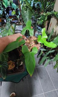 (Category: ) located in . Submitted by quelihathijau (Listing ID 1176233698, Image 1). Description: .