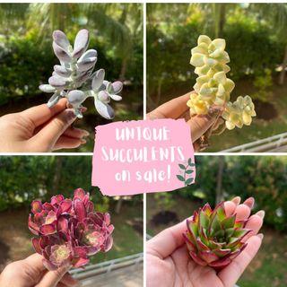 Brand New Barerooted Succulents for Sale!