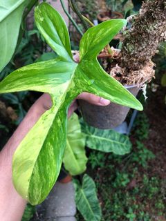 (Category: ) located in . Submitted by plantaeara (Listing ID 1176048671, Image 1). Description: .
