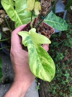 (Category: ) located in . Submitted by plantaeara (Listing ID 1176048750, Image 1). Description: .