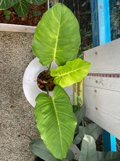 (Category: ) located in . Submitted by lnafdzlna (Listing ID 1176090961, Image 1). Description: .
