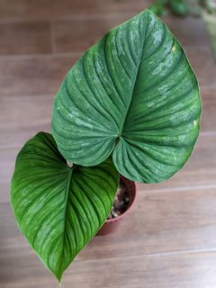 (Category: ) located in . Submitted by plantplayground (Listing ID 1171943254, Image 1). Description: .