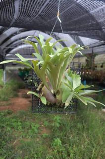 (Category: ) located in . Submitted by plantsparty (Listing ID 1176219229, Image 1). Description: .