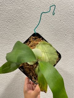(Category: ) located in . Submitted by plantsparty (Listing ID 1176051112, Image 1). Description: .