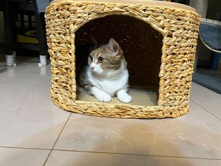 （分類：）位於 。 由 monamatcha 提交（商品編號 1176211396，圖片 1）。簡介： 。
