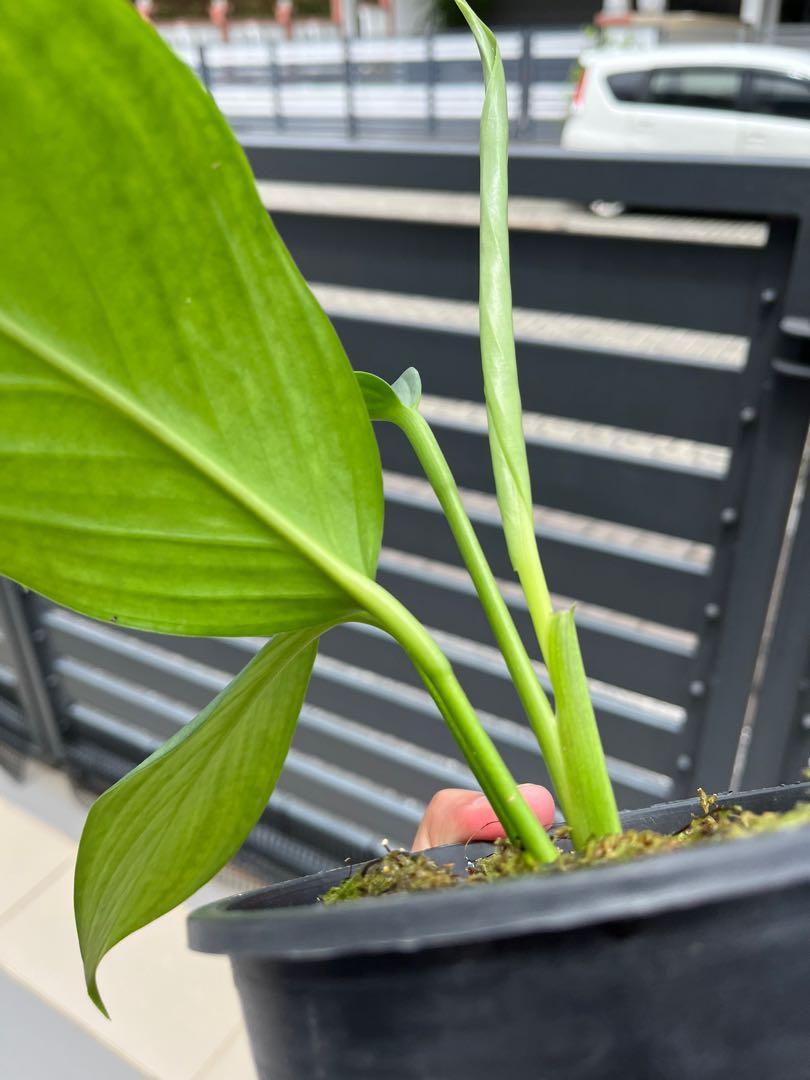 scindapsus perakensis silver, Furniture & Home Living, Gardening ...