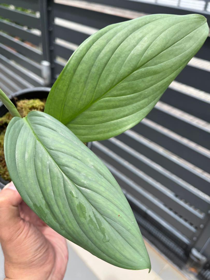 scindapsus perakensis silver, Furniture & Home Living, Gardening ...