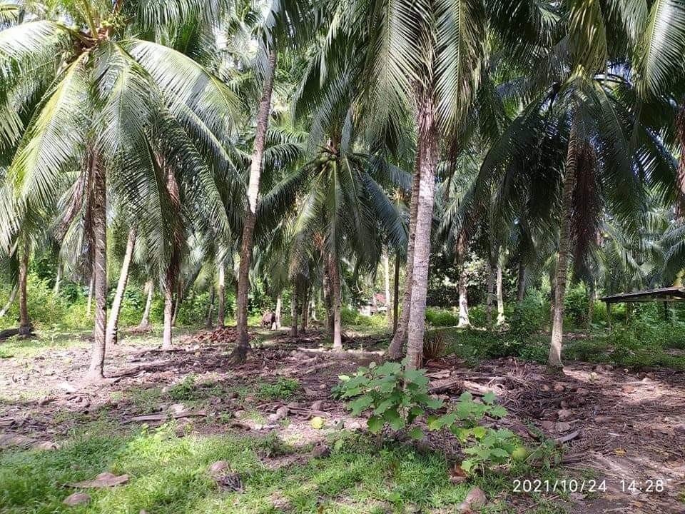 2800sq.meter cabaluay lot, Property, For Sale, Lot on Carousell
