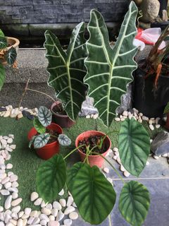 (Category: ) located in . Submitted by dh.plants (Listing ID 1179738279, Image 1). Description: .