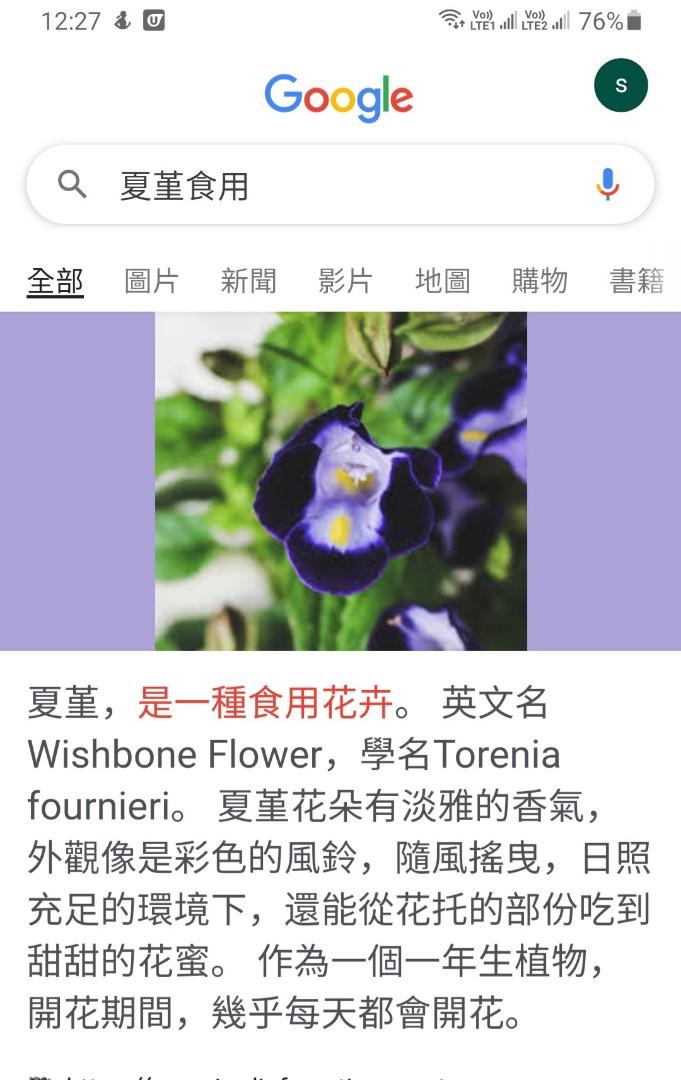 夏堇 雀仔花 大盆 傢俬 家居 園藝 植物及種子 Carousell