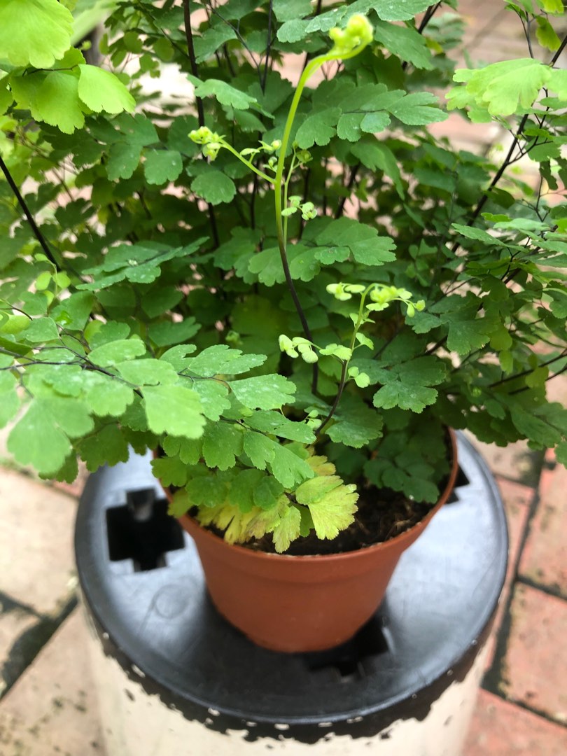 Adiantum Fritz Luthi Fern, Furniture & Home Living, Gardening, Plants ...