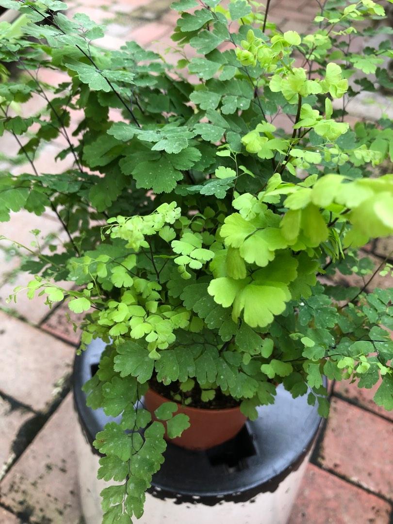 Adiantum Fritz Luthi Fern, Furniture & Home Living, Gardening, Plants ...