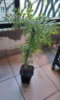 （分類：）位於 。 由 cyk166 提交（商品編號 1179677111，圖片 1）。簡介： 。