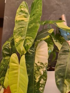 (Category: ) located in . Submitted by potheplant (Listing ID 1179745643, Image 1). Description: .