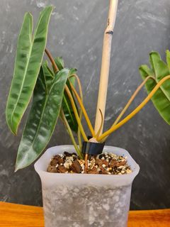 (Category: ) located in . Submitted by potheplant (Listing ID 1179743373, Image 1). Description: .