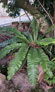 Small, medium, large bird's nest fern