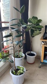 (Category: ) located in . Submitted by ktroj (Listing ID 1179871366, Image 1). Description: .