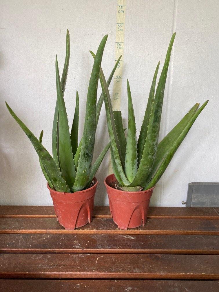 Aloe Vera Edible Plant 10 Each Pot Furniture And Home Living Gardening Plants And Seeds On 0122