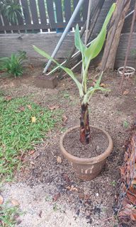 (Category: ) located in . Submitted by marahu (Listing ID 1179904079, Image 1). Description: .