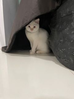 (Category: ) located in . Submitted by miaobaka (Listing ID 1180044000, Image 1). Description: .
